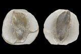 Fossil Neuropteris Seed Fern (Pos/Neg) - Mazon Creek #89945-1